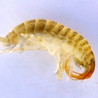 Killer shrimp